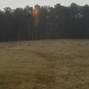57 birds tonight..