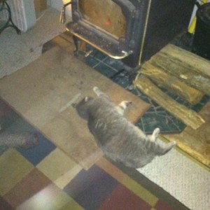 Cat loving the fire! His name is Cat.