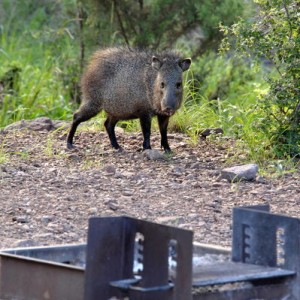 Camper Hogs