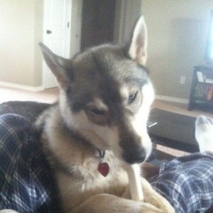 Apparently the best place to chew a bone...on my lap lol