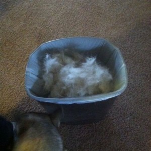 Think my husky is blowing her coat? Lol, half a bag full of fur then she ha