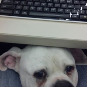 Bella went to work with me today.