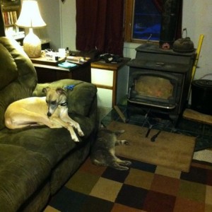 It's a tough life for the animals at my house!