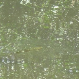 fish21