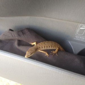 Just found this little guy in blackhawke88s truck.. Guess he hopped a ride 