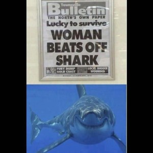 shark2