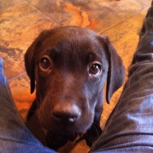 Got my new bird dog