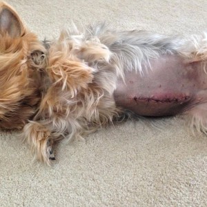Dog just got home from an operation to remove a foreign object stuck in her