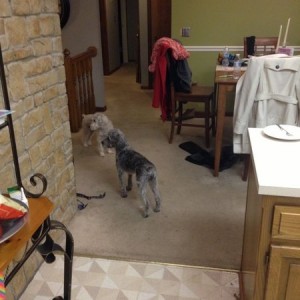 More carpet. And my little helpers.