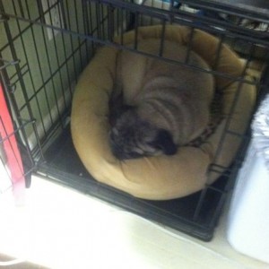 Fat. Lazy ass pug sleeping in its grate.