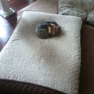 Fat.