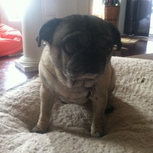 Pug looks soo damn sad. Idk why.