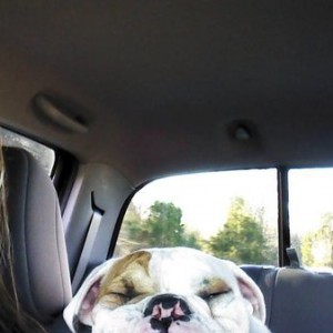 bulldog