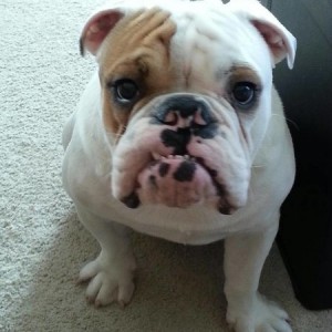 bulldog