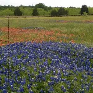 Bluebonnets