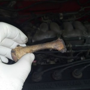 Found a spare rib bone in the engine compartment of Jasmines friends car...
