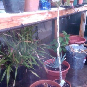 greenhouse_02