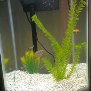 algae drops work like a mug!