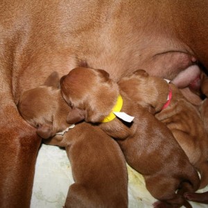 Easter pups