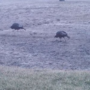 Almost spring turkey season! I hope this guy sticks around!