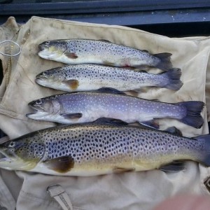 Opening morning. Ended up with 6 but that was after the picture. Bottom one