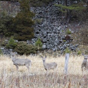 deer13