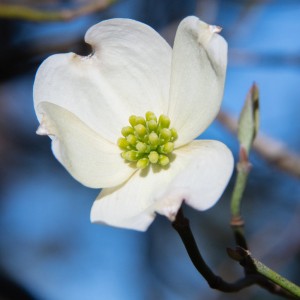 Dogwood Bloom On The Twirl Tree 2022