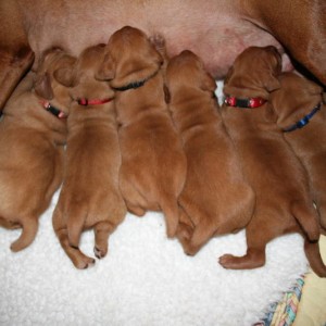 At the Milk Bar
