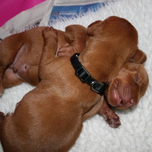 pup pillow