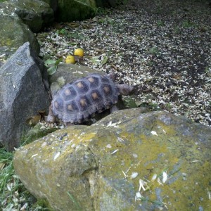 Baby tortoise 4Lo