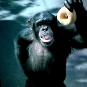 Trunk_Monkey_B