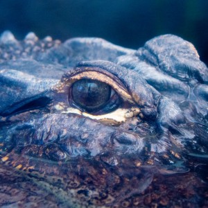 Alligator Eye 2