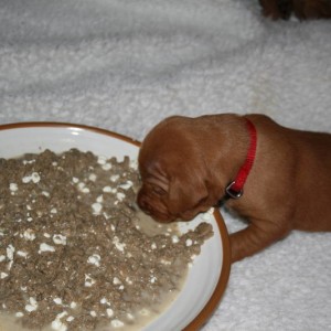 First food other then the milk bar !!