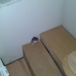No mice allowed. This one was executed.