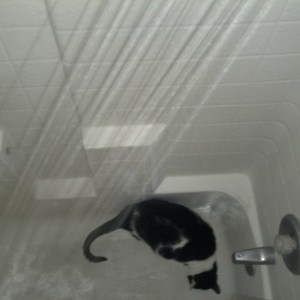 So I thought I was gunna be taking a shower......then this turd jumps in an