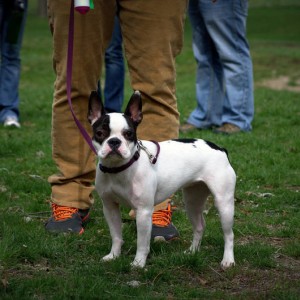 Dog5