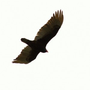 Wings1