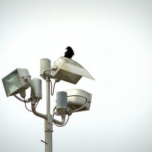 BlackBird