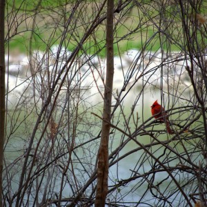 Cardinal3