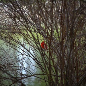Cardinal2