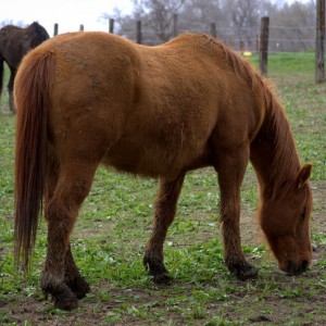 Horse3