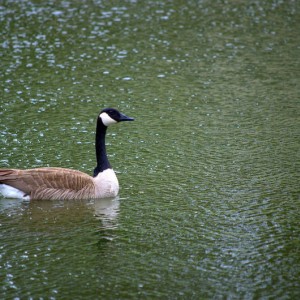 Gooseonwater