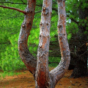 ThreeBranchesOneTree