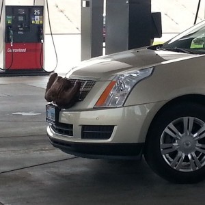 Don't know if I've ever seen a manlier car.