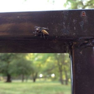 Spider bro helping me grill.