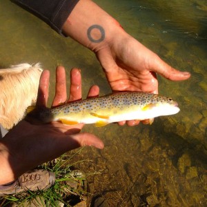 Brown Trout