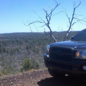 playing in the woods