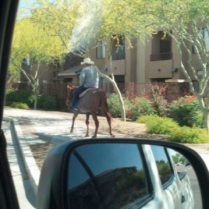 Tempe Horse?