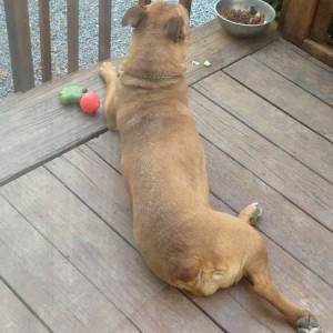 Dixie chillin next to her favorite toy...a turnip she stole from a kid&#039