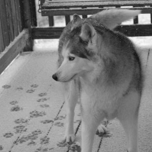 Kyuss